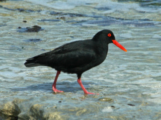 Black bird red beak shallow - a red beak free wallpaper
