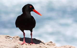 Black bird red beak rock - a black bird free wallpaper for desktop