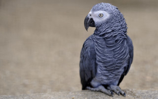 Blue parrot sitting rock looking - upper body free wallpaper for desktop