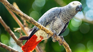 Parrot perched branch tree blurry 2 - primitivism free wallpaper