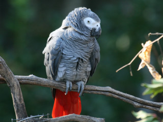 Parrot perched branch tree leaves - the background and a blurry background of trees free wallpaper