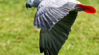 Bird red grey wing flying - cricorps grégoire free wallpaper