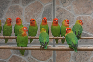 Colorful birds wooden perch stone - colorful bird free wallpaper