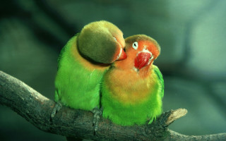 Two green orange birds sitting 2 - their beak free wallpaper for desktop