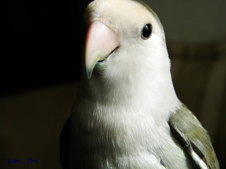 Green yellow bird chica macnab - upper body free wallpaper for desktop