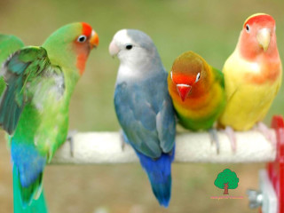 Colorful birds perch fence post - colorful bird free wallpaper