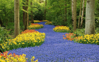 Blue path forest flowers trees - lot of flowers free wallpaper