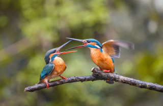 Two birds branch beaks open - their beak free wallpaper for desktop