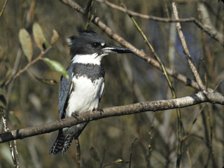 Bird sitting branch tree leaves 6 - upper body free wallpaper