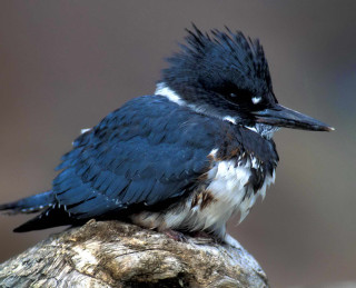 Black white bird tree stump - a tree stump free wallpaper