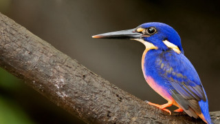 Blue bird yellow beak tree - abidin dino free wallpaper