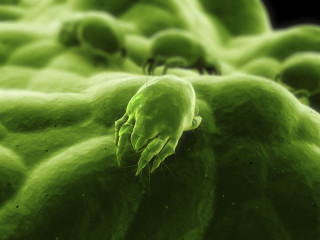 Green substance black background center - aquirax uno free wallpaper