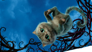 Cat flying paws ground eyes - its paw free wallpaper
