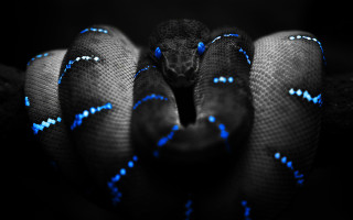 Blue black snake head turned 4 - tongue free wallpaper for desktop