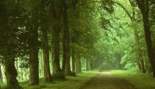 Dirt road forest trees grass 6 - forest free wallpaper