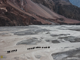 Horses walking frozen river mountains - a group of horses free wallpaper