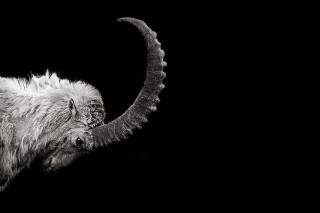 Long horn sheep curled horns - large horn free wallpaper