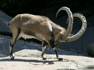 Ram horns rock zoo trees - leesha hannigan free wallpaper