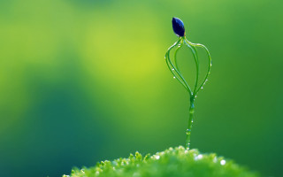 Small plant long stem blue - a long stem free wallpaper