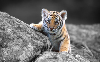 Tiger cub climbing rock black 4 - a tiger cub free wallpaper