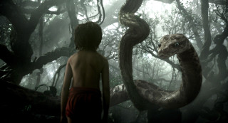 Boy looking snake forest trees - a boy free wallpaper
