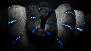 Blue black snake head turned 5 - its tongue free wallpaper