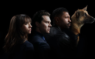 People dog dark background group - david budd free wallpaper for desktop