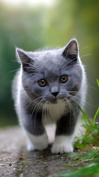 Small gray white kitten walking - free cats wallpaper for mobile