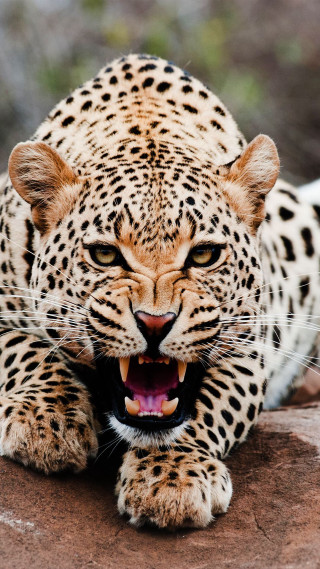 Leopard mouth open teeth bared 3 - free animals wallpaper for mobile