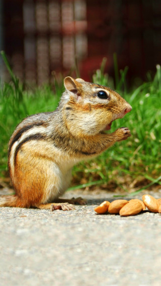 Chipmunk eating peanuts ground building - free nature wallpaper for mobile