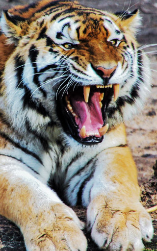 Tiger laying mouth open teeth - free cats wallpaper for mobile