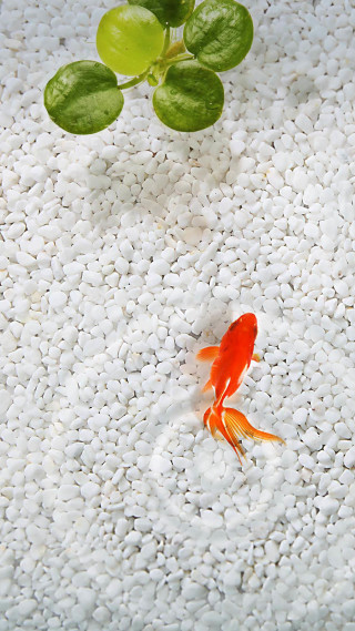 Goldfish swimming pond plant leaves - chen rong free wallpaper
