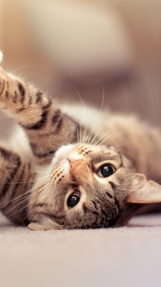 Cat laying back floor paws - free cats wallpaper for mobile