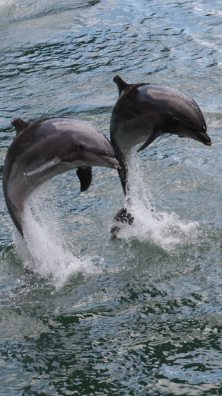 Two dolphins playing in the - free animals wallpaper for mobile