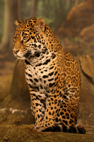 Leopard sitting rock forest trees - free animals wallpaper for mobile