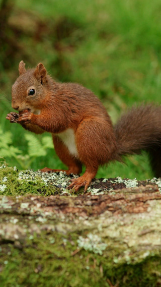 Squirrel eating food tree trunk - photograph free wallpaper for mobile