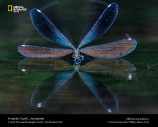 Blue dragonfly water wings spread - a blue dragonfly free wallpaper