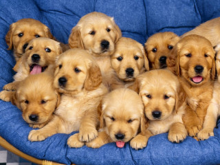 Puppies blue chair tongues out - free dogs wallpaper