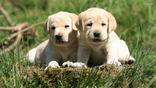 Two puppies sitting grass smiling - anna and elena balbusso free wallpaper