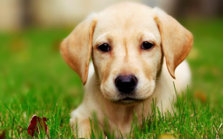 Puppy laying grass sad looking - a puppy free wallpaper