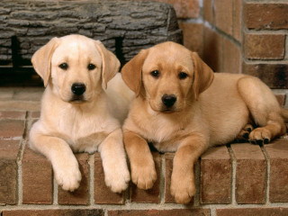 Two puppies sitting on brick - free dogs wallpaper