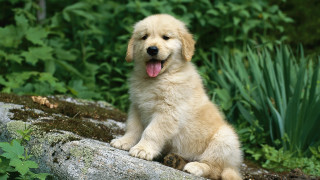 Puppy sitting rock forest tongue - tongue free wallpaper for desktop