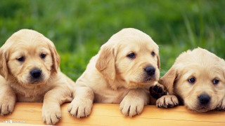 Three puppies sitting on wooden - furry free wallpaper