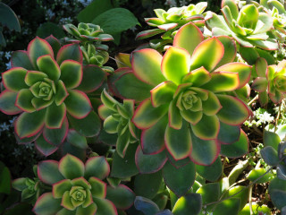 Green red plants garden leaves - plant free wallpaper for desktop