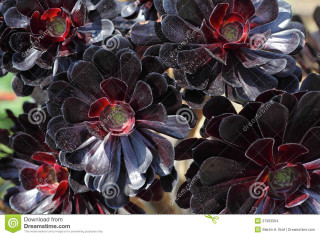 Closeup gothic flower puzzle strawberry - dark color free wallpaper