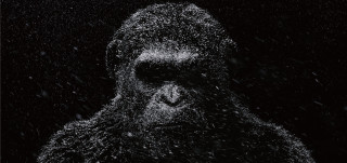 Gorilla snow black background white - a gorilla free wallpaper