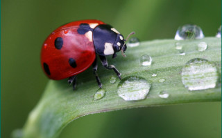 Ladybug green leaf water droplets 8 - a ladybug free wallpaper