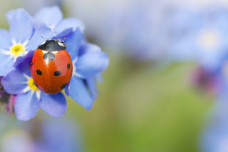 Ladybug blue flower green background - a lady bug free wallpaper for desktop