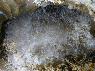 Bird nest closeup domirinic fegallia - domirinic fegallia free wallpaper