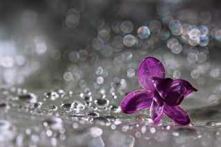 Purple flower water droplets bokeh 5 - a wet surface free wallpaper